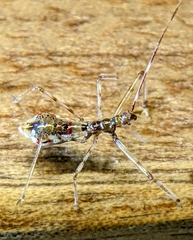 Epidaus sexspinus