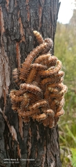 Perga affinis