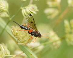 Echthromorpha intricatoria