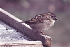 Passer domesticus