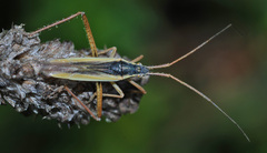 Notostira