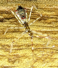 Epidaus sexspinus