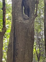 Tarsius spectrumgurskyae