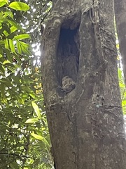 Tarsius spectrumgurskyae