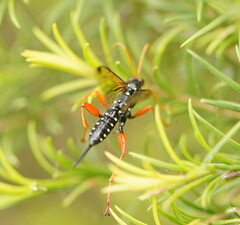 Echthromorpha intricatoria