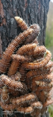 Perga affinis