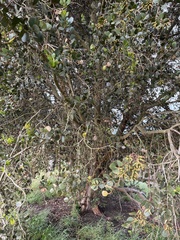 Eucalyptus conferruminata