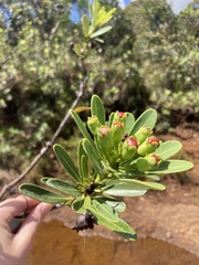 Xanthostemon aurantiacus