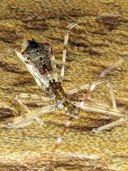 Epidaus sexspinus