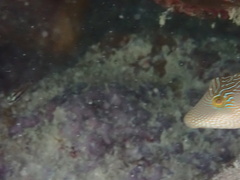 Canthigaster compressa