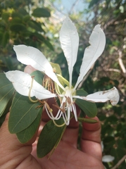 Bauhinia affinis