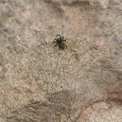 Plexippus setipes