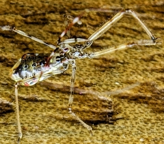 Epidaus sexspinus