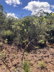 Xanthostemon aurantiacus