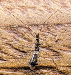 Epidaus sexspinus