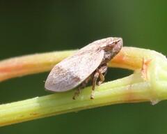 Lepyronia coleoptrata