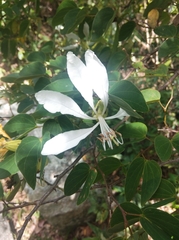 Bauhinia affinis