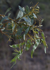 Acacia decora