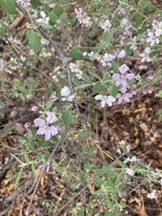 Triaspis glaucophylla