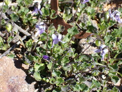 Viola sieberiana