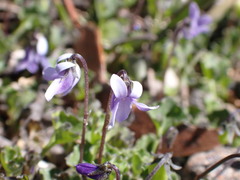 Viola sieberiana