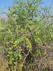 Ziziphus mucronata