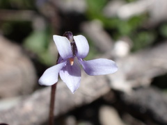 Viola sieberiana