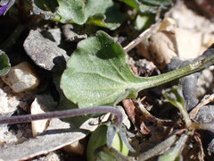 Viola sieberiana
