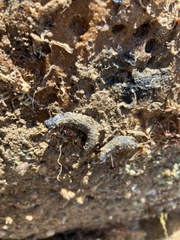 Neoamphicyclus mutans