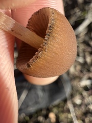 Psathyrella