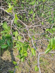 Ziziphus mucronata