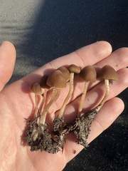 Psathyrella