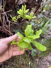 Vaccinium calycinum
