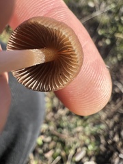 Psathyrella