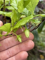 Vaccinium calycinum