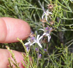 Wahlenbergia