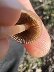 Psathyrella