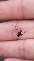Argyrodes miniaceus