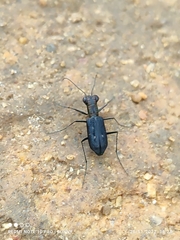 Cicindelinae