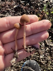 Psathyrella
