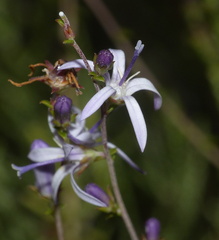 Wahlenbergia