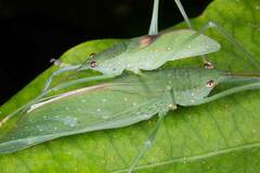 Chloracantha angularis