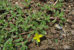 Portulacaceae