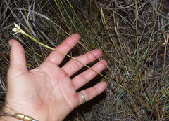 Dianthus caespitosus