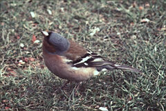 Fringilla coelebs