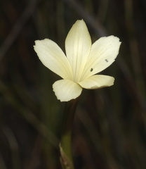 Dianthus caespitosus