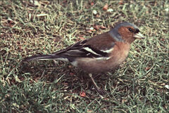 Fringilla coelebs