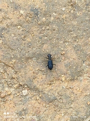 Cicindelinae