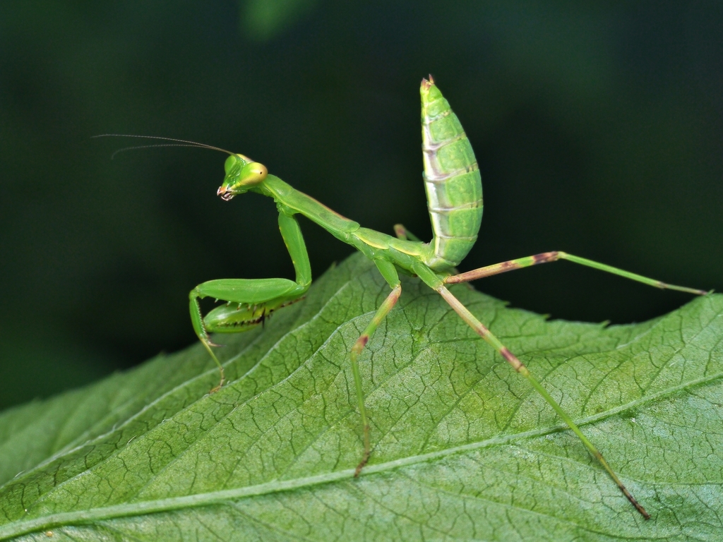 Giant Asian Mantis from Taipei, Taiwan on November 26, 2022 at 01:38 PM ...