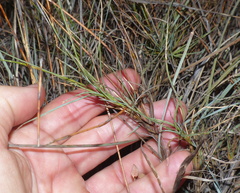 Dianthus caespitosus